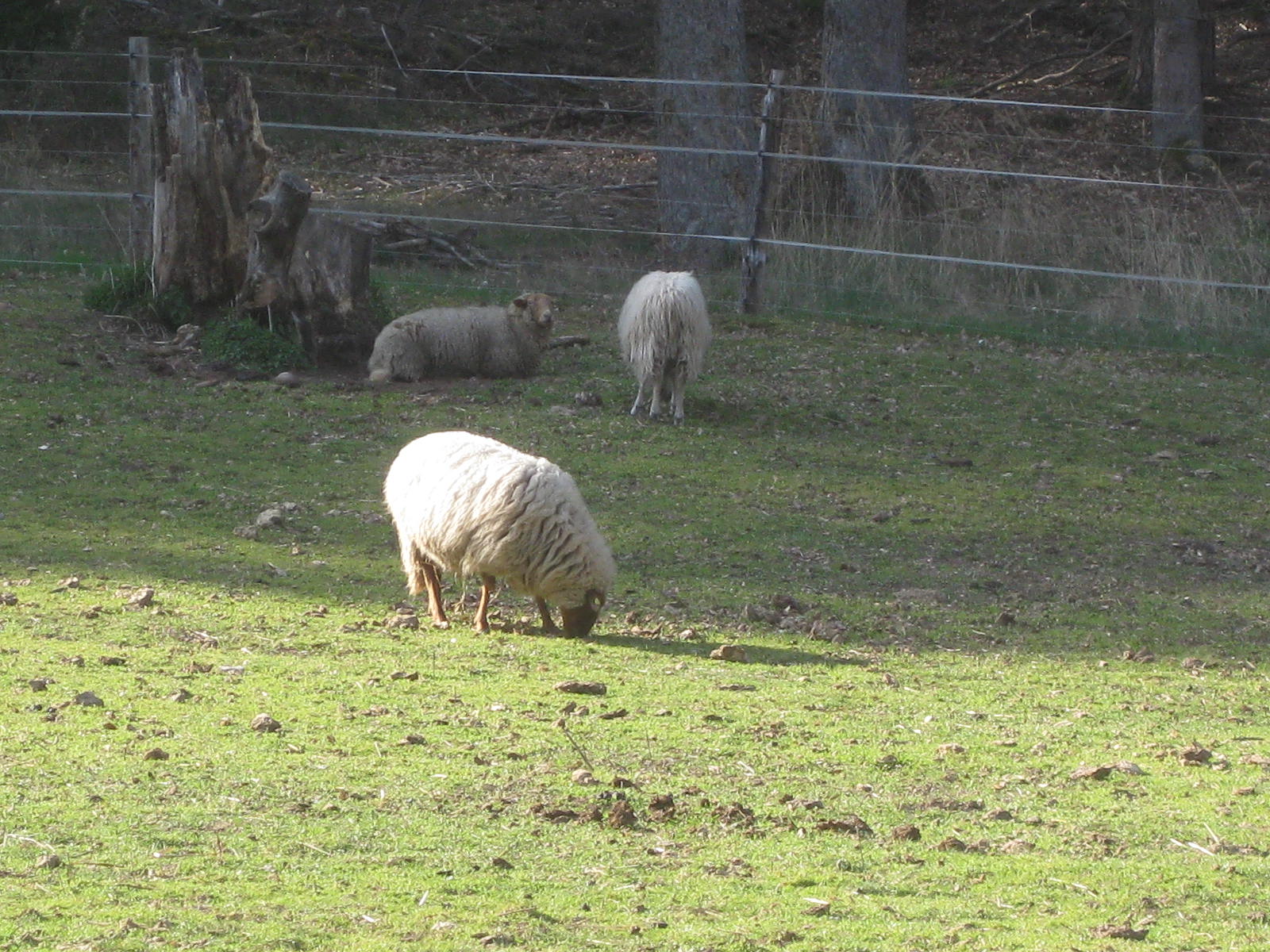 Die Schafe verteilen sich