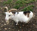 Henriette, die Eifersüchtige Henriette, die Eifersüchtige