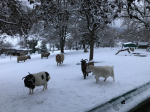 Winteridylle Winteridylle