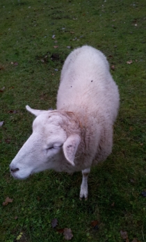 Unser hinkender Elvis