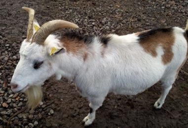 Unsere hübsche Henriette