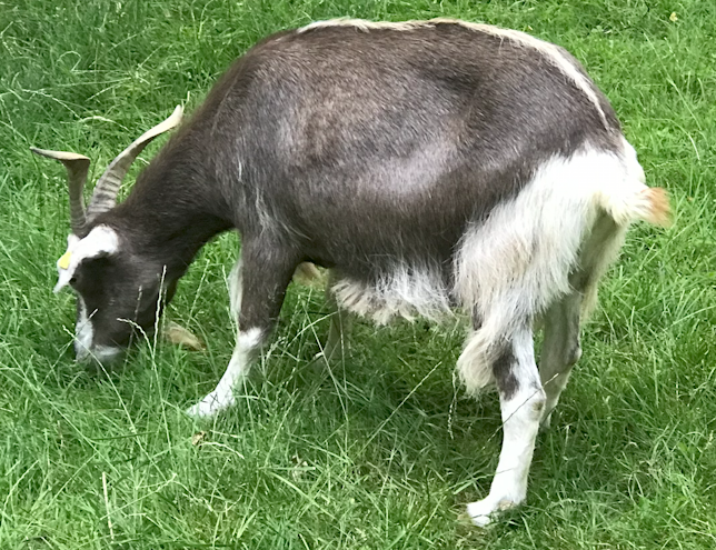 Meggi