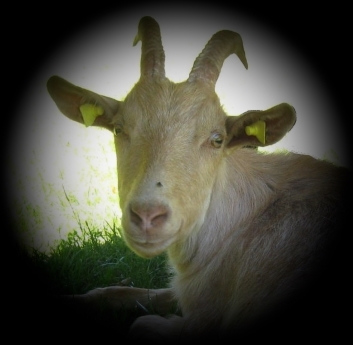 Goldie † 23.12.2017
