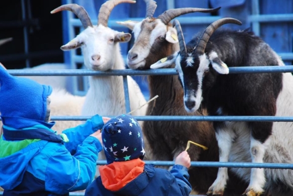 Kinder des Waldkindergartens Dahn begrüßen unsere Ziegen
