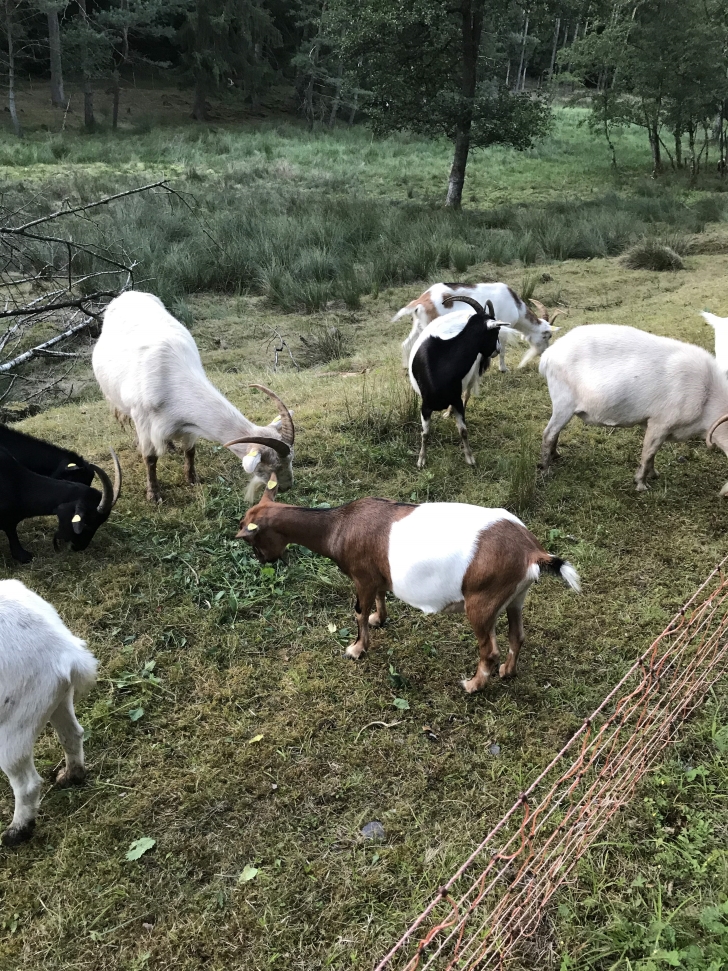 Ziege braun weiss hornlos 